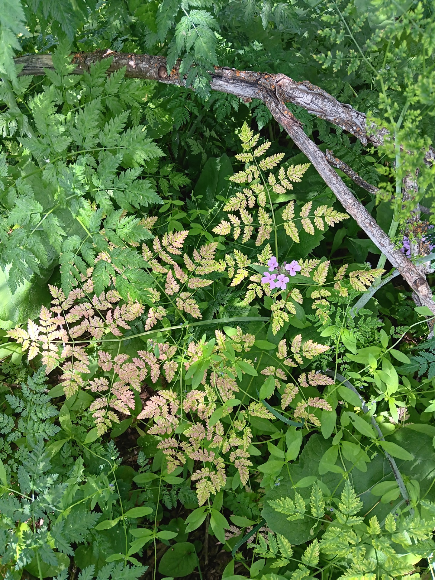 Poison Hemlock